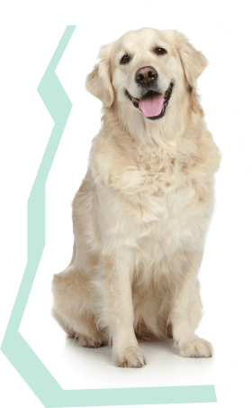 Labrador retriever Image